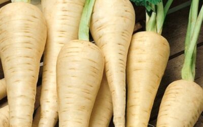 The Magic of Parsnips