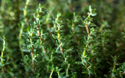 Unlocking the Magic of Thyme in Everyday Cooking