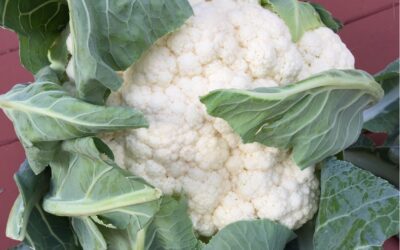 Celebrate Cauliflower