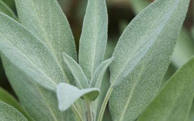 Cozy Up with Warming Winter Herb – Sage