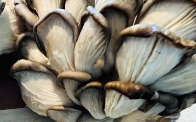 Nutrient-Packed Oyster Mushrooms & Oil-Free Cooking Tips