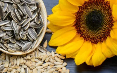 Sunflowers Spreading Light and Nourishment