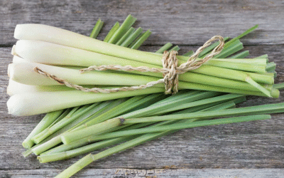 The Calming Power of Lemongrass!