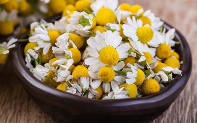The Calm Power of Chamomile