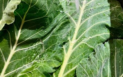 Why Collard Greens Deserve a Spot on Your Plate