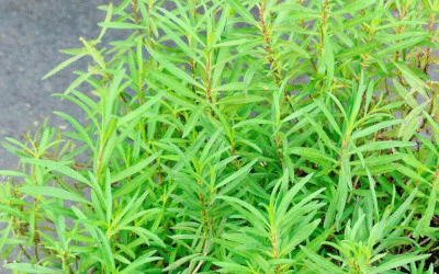 The Unexpected Magic of Tarragon