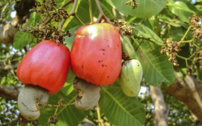 Cashews ~ Unlocking Plant-based CREAMINESS!