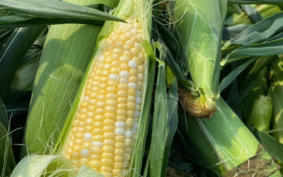 This Corn Might Become Addictive!