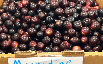 Meet Muscadine Grapes – The Super Grape You’re Missing