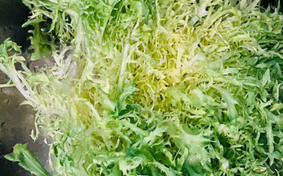 Frisée – The Fancy Golden Green
