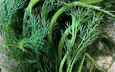 Dill – The Herb that wakes you up in every bite!