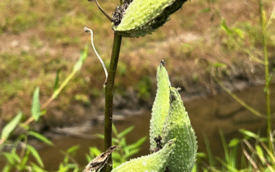 Nature’s Milkweed Miracle