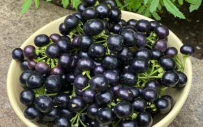 Huckleberries – Wild Cousins of Blueberries