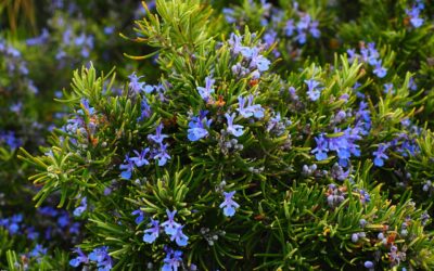 Rosemary – Fragrant Memory Herb