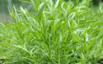 Ever Tried Tarragon?