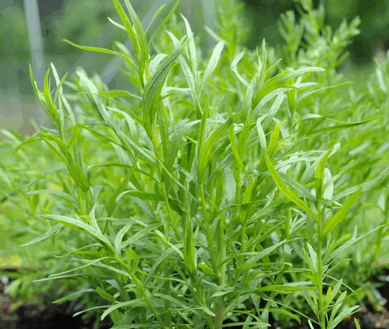 Ever Tried Tarragon?