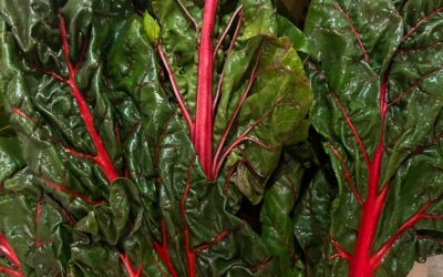 Swiss Chard!