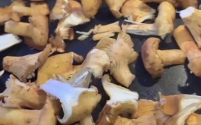 Chanterelle Mushrooms!