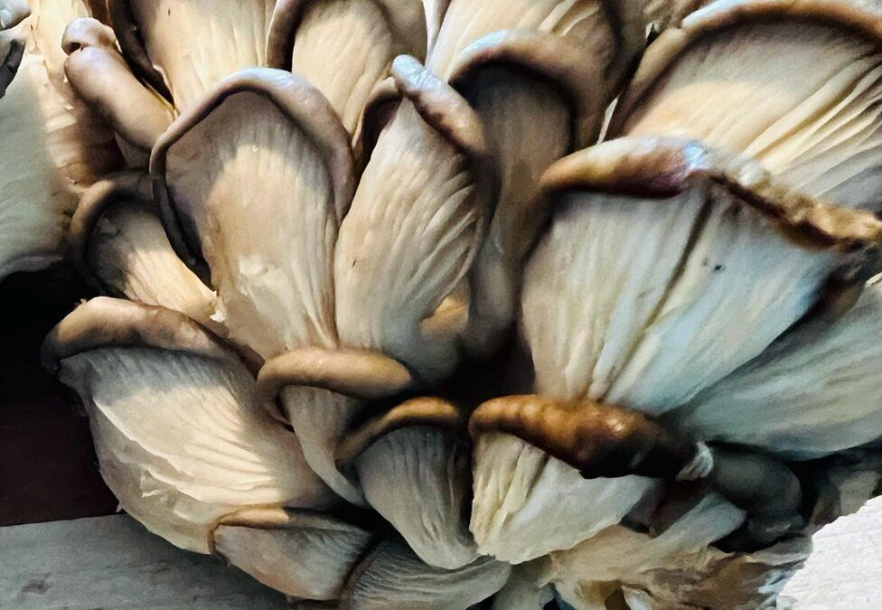 King Oyster Mushrooms!