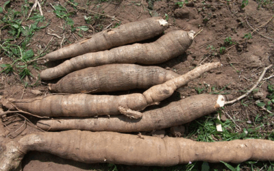 Cassava (Yuca) – Starchy root with subtle flavor
