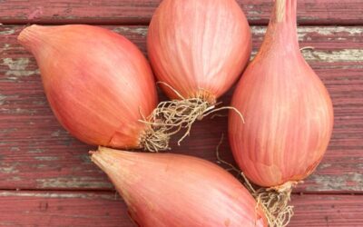 Spotlight on Shallots!