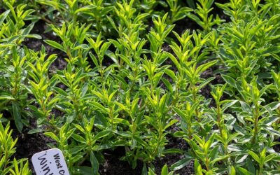 Meet the Herb That Loves Winter as Much as I Do!