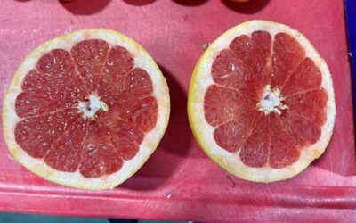 Grateful for This Ruby Grapefruit