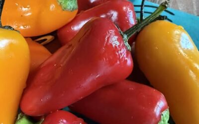 Paprika The Spice I’m Quietly Thankful For