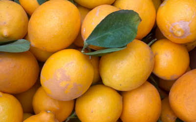 Meet Meyer Lemons Today