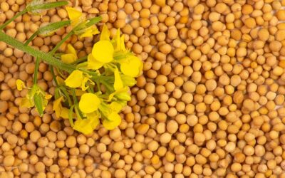 Mustard Seeds, Tiny but Mighty