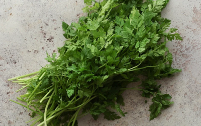 Fresh Chervil: A Subtle Spring Favorite
