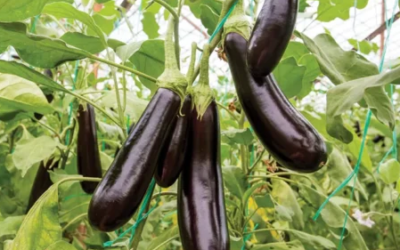 A Better Way to Cook Eggplant
