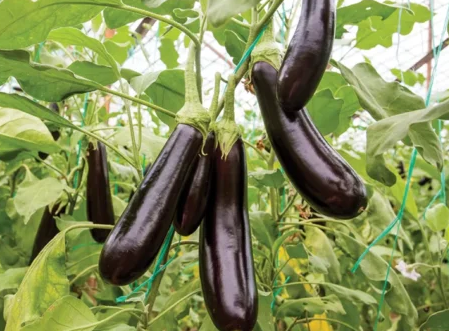 A Better Way to Cook Eggplant