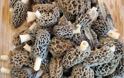 Morel Mushrooms!
