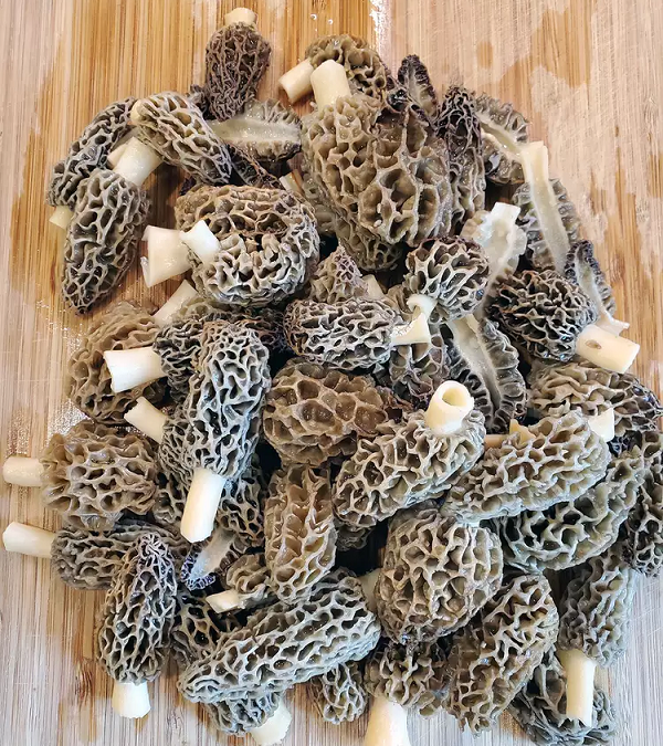Morel Mushrooms!