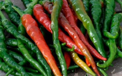 Long Hot Peppers