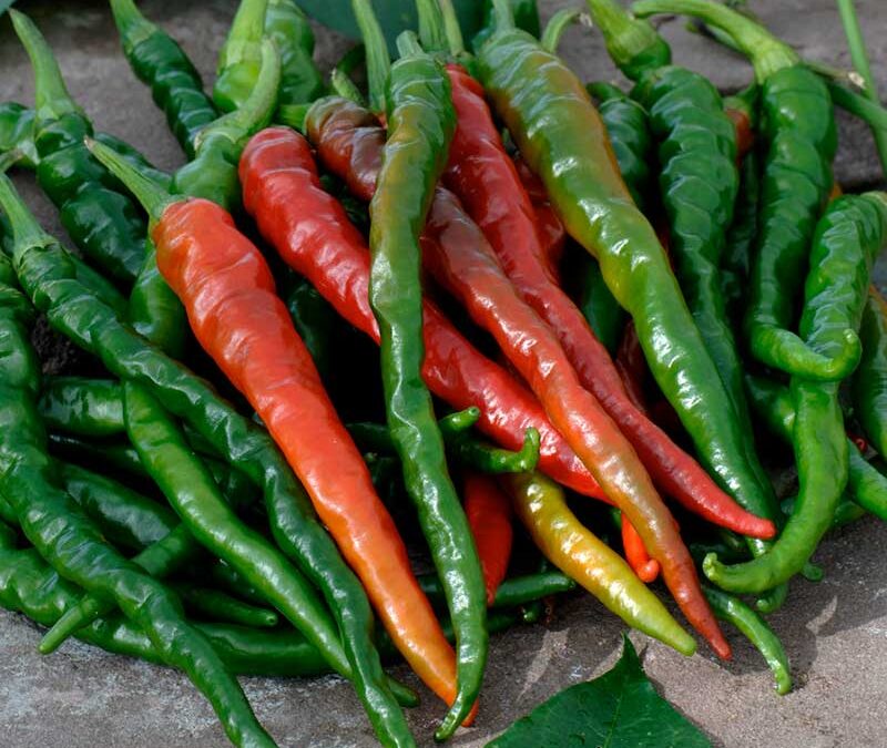 Long Hot Peppers