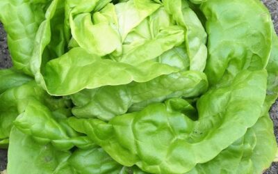 Butter Lettuce
