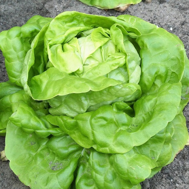 Butter Lettuce