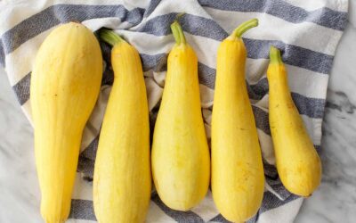 Summer Squash!