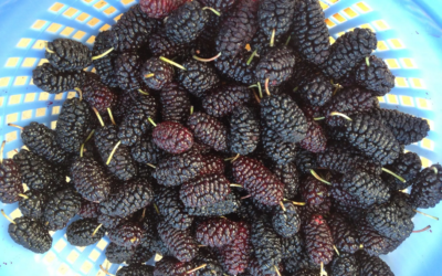 Mulberries