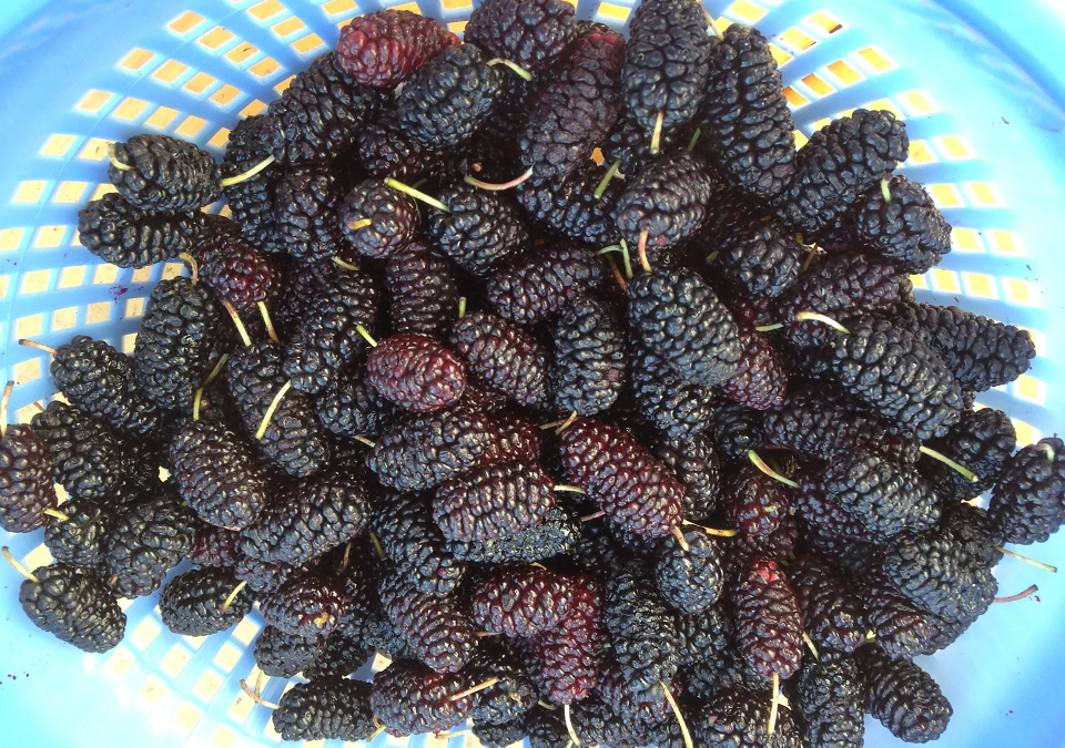 Mulberries