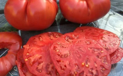 Beefsteak Tomatoes