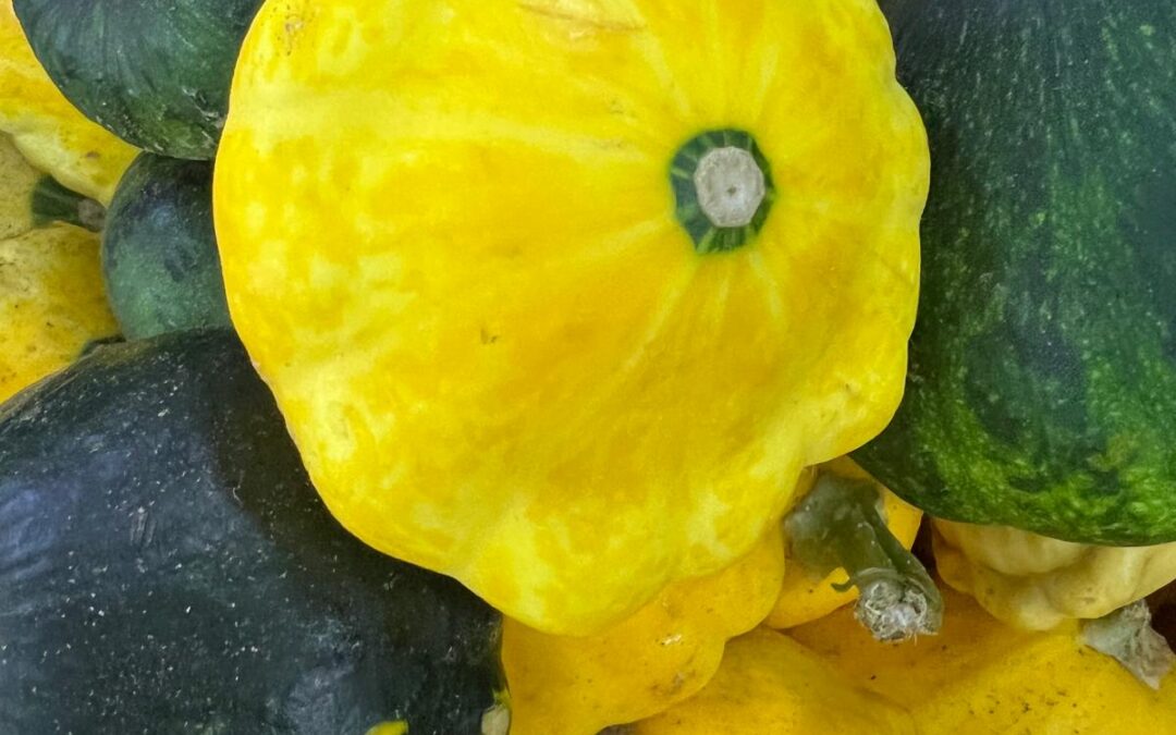 Patty Pan Squash