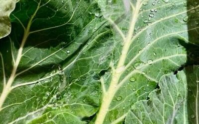 Leafy Greens