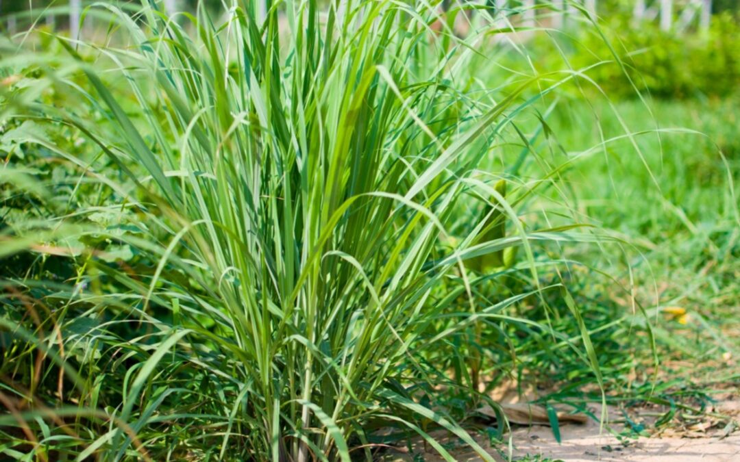 Lemon Grass