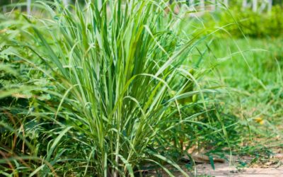 Lemon Grass