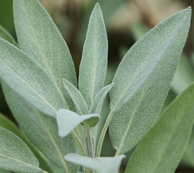 Crispy Sage Garnish