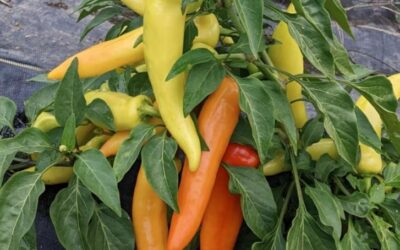 Hungarian Wax Pepper