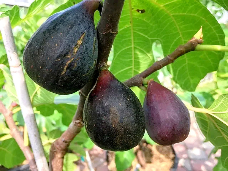 Black Mission Figs